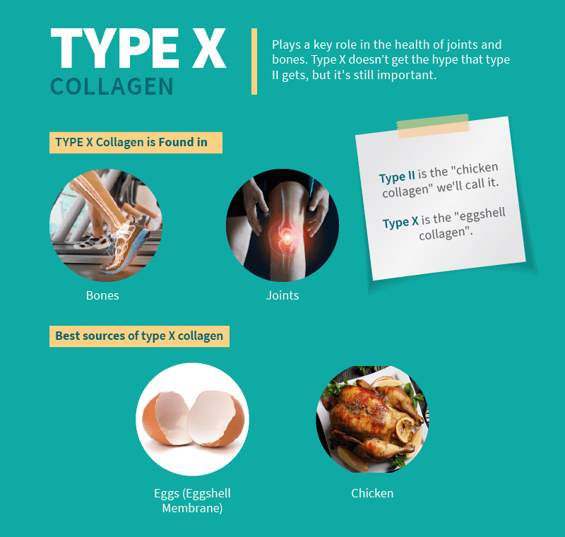 Type X Collagen Type Sources, Benefits