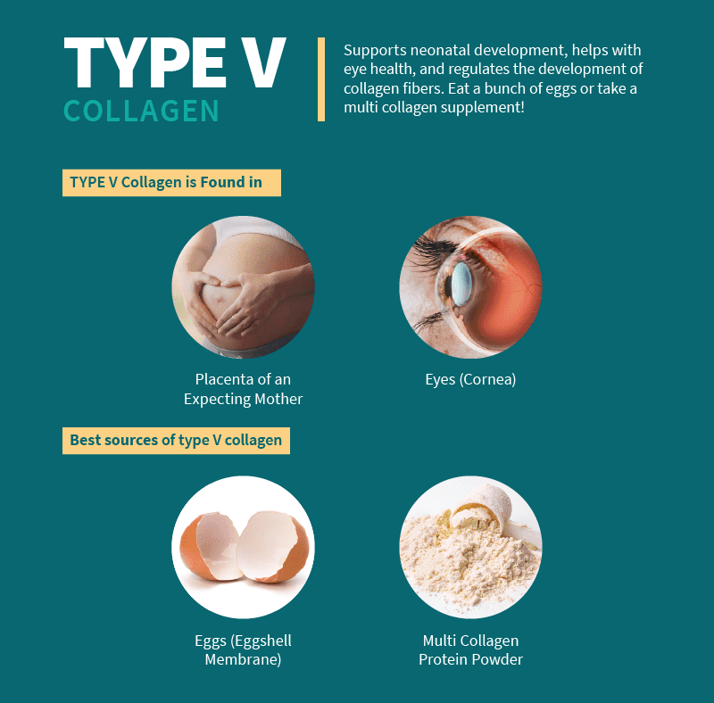 Type V Collagen Sources, Benefits