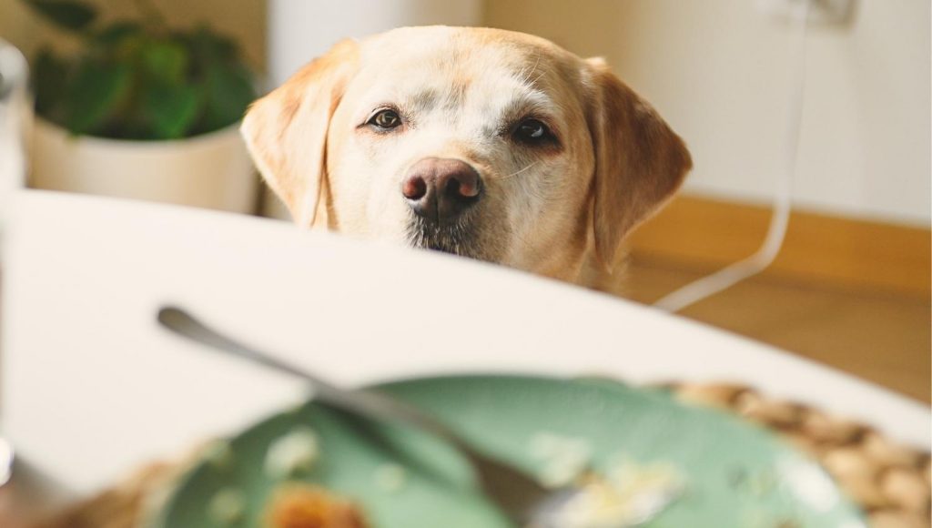 Dog looking at dinner plate wanting human collagen