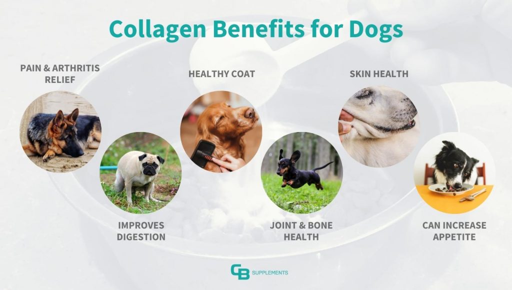 Benefits of Giving Your Dog Collagen