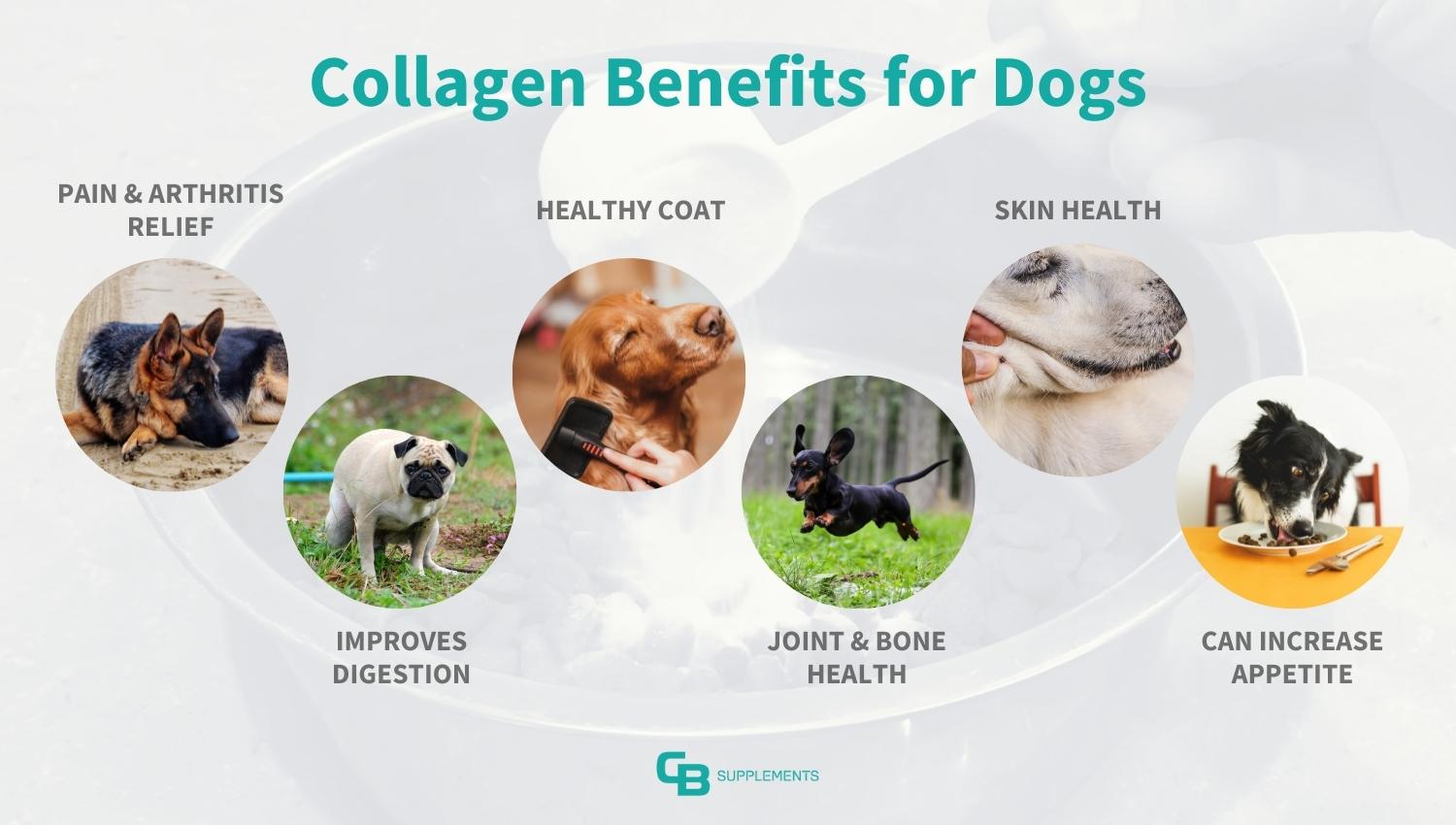 Collagen for Dogs Everything You Wanted to Ruff, er, Know