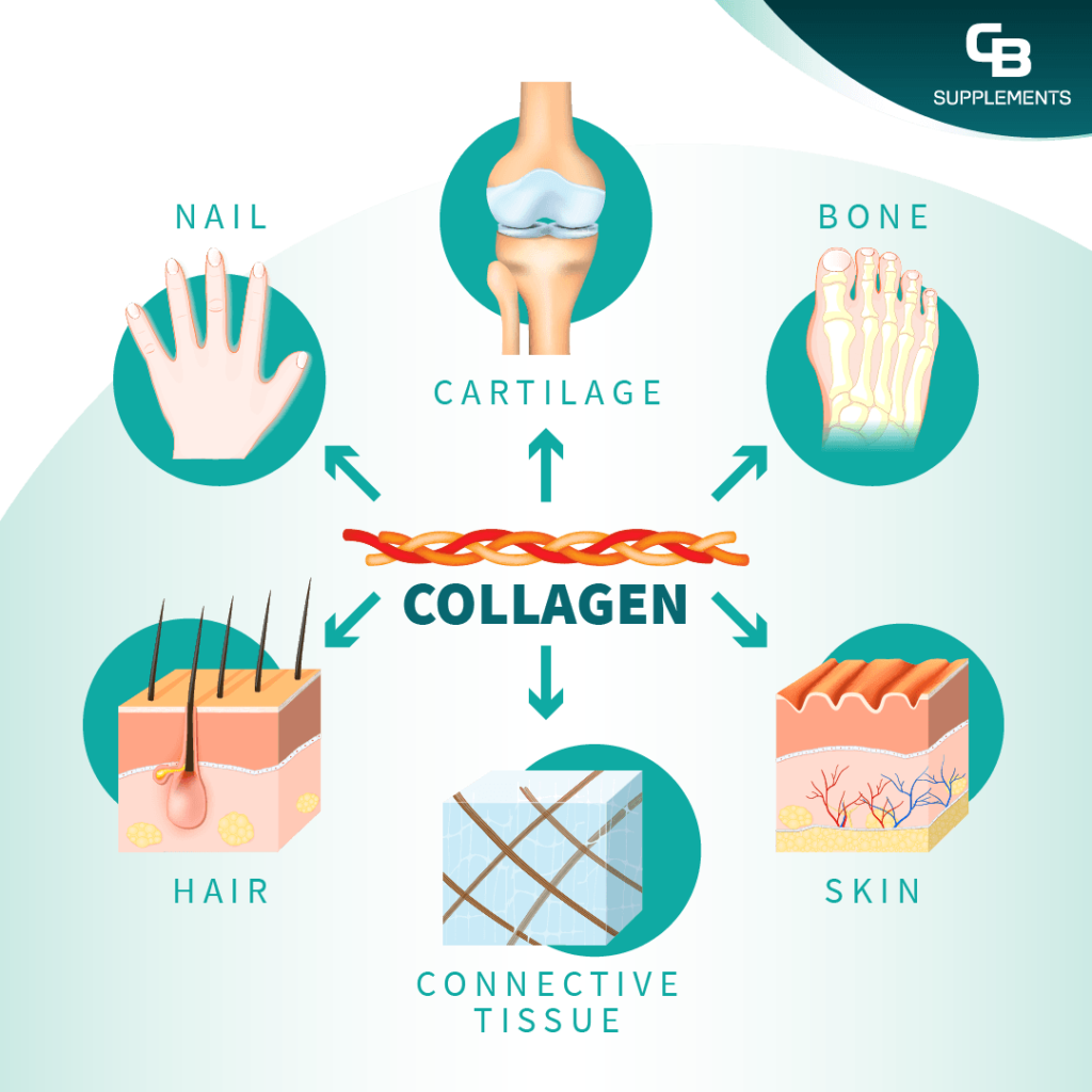 Where is Collagen found in the body infographic