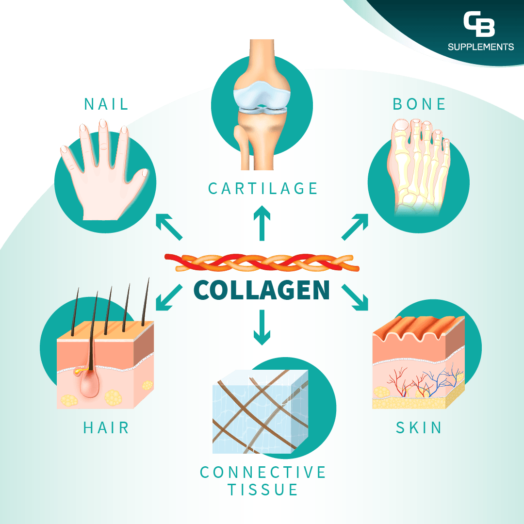 Where is Collagen found in the body infographic