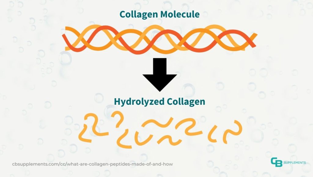 Illustration of Collagen Molecule going under hydrolysis to get hydrolyzed collagen
