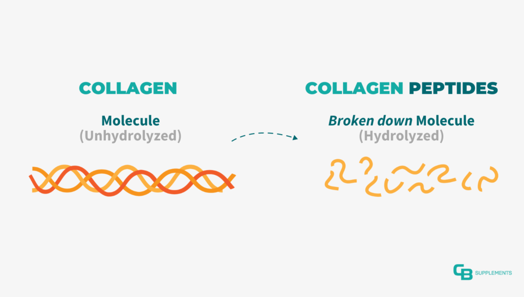 Collagen Peptides is broken down form of collagen