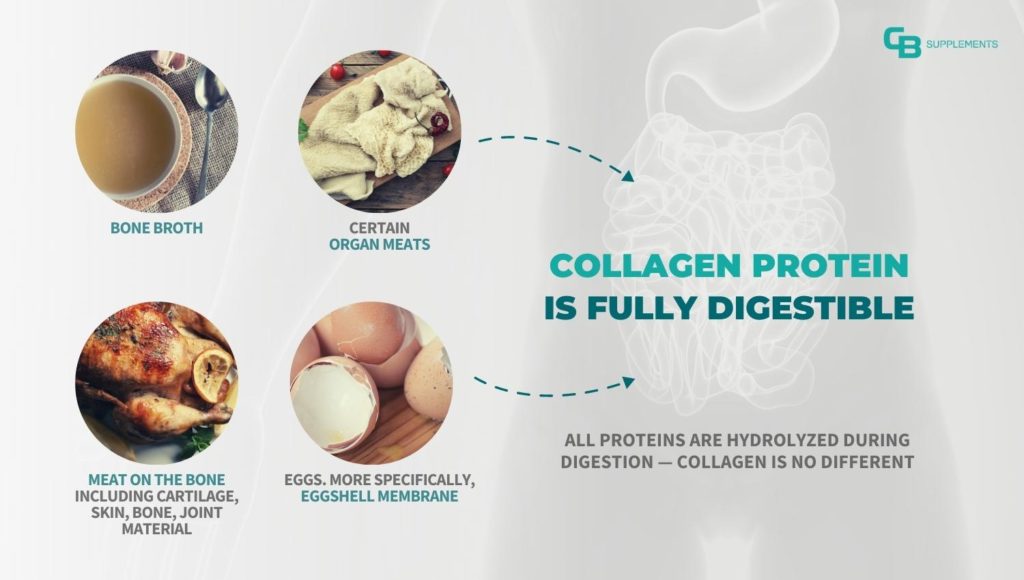 Collagen protein is digestible