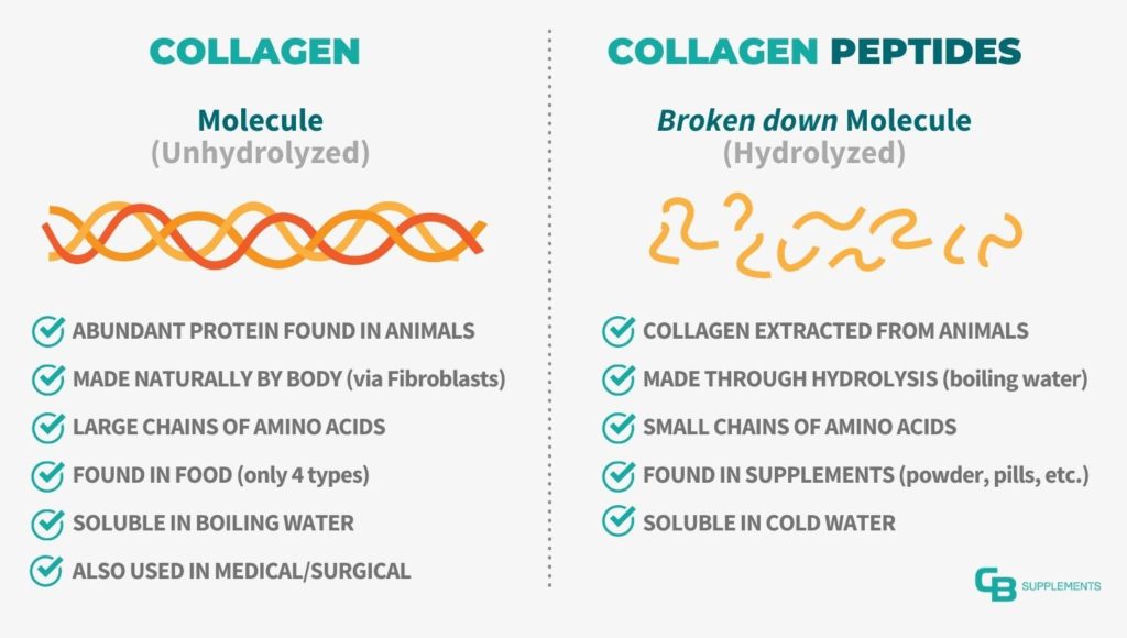 Collagen vs Collagen Peptides Hydrolyzed Comparison Chart