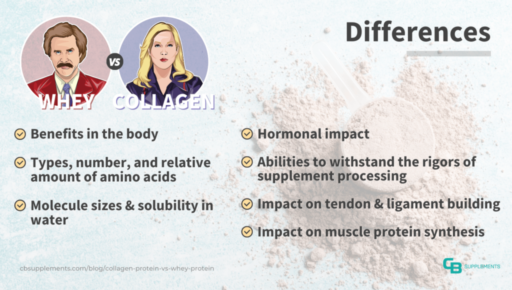 Differences between Collagen Protein and Whey Protein