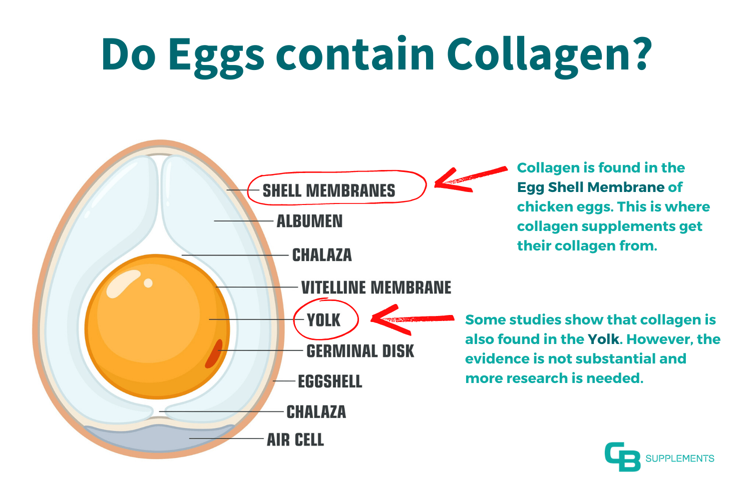 Do Eggs contain Collagen Infographic