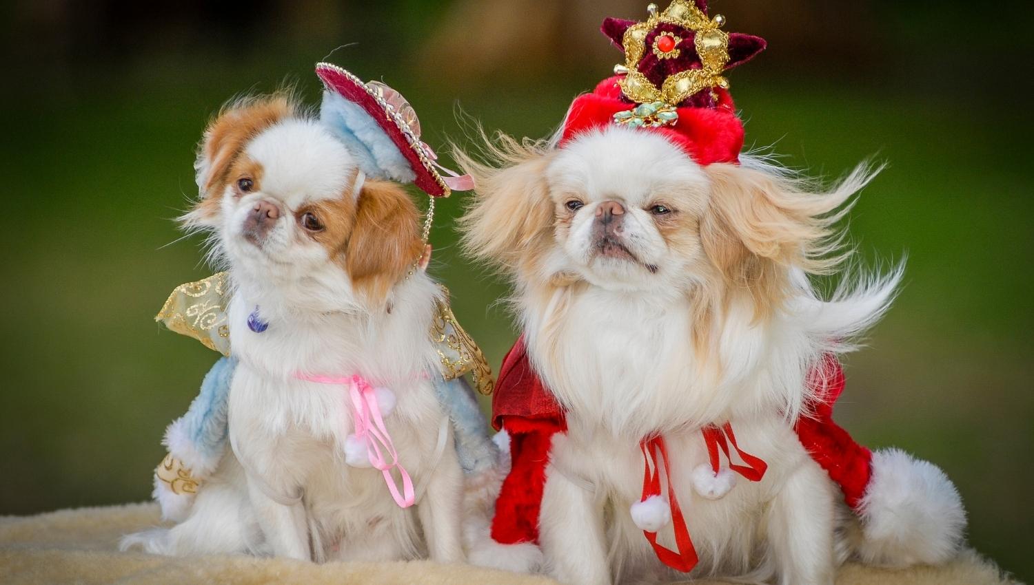 collagen-for-dogs-everything-you-wanted-to-ruff-er-know
