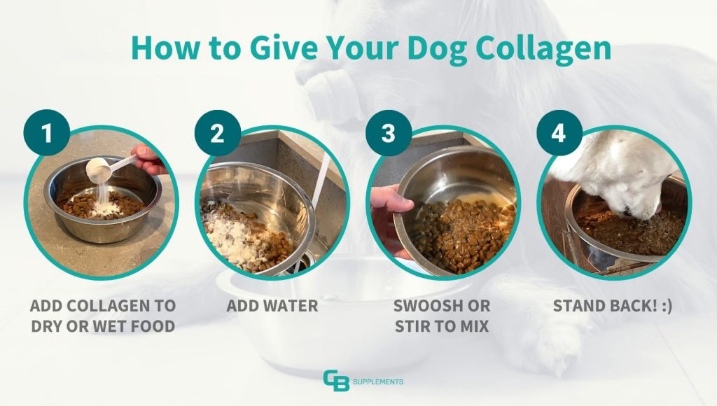 How to give collagen to your dog steps
