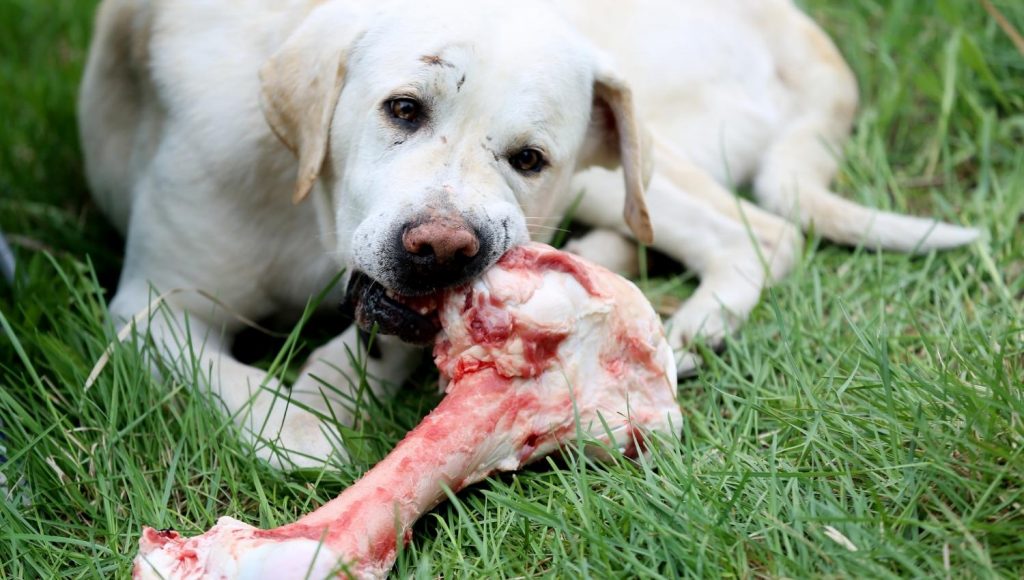 Bones are natural sources of collagen for dogs