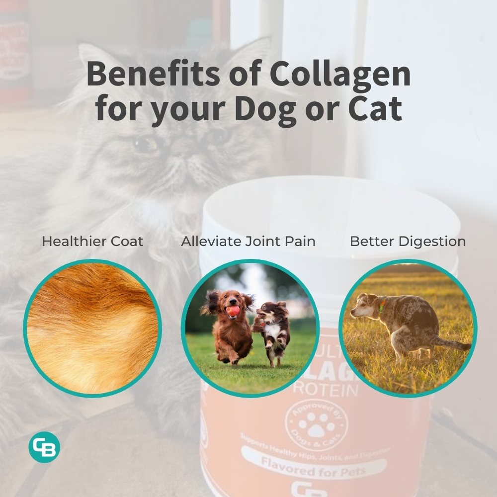 Pet collagen powder for dogs and cats - benefits