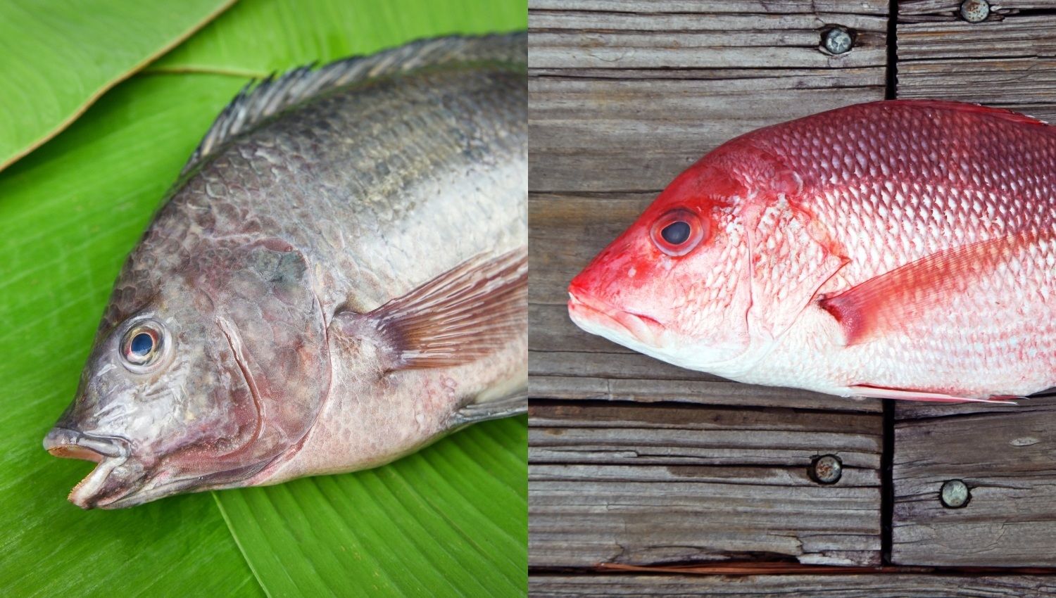 Q&A Tilapia vs Red Snapper Fish Why our Multi Collagen Products use Both