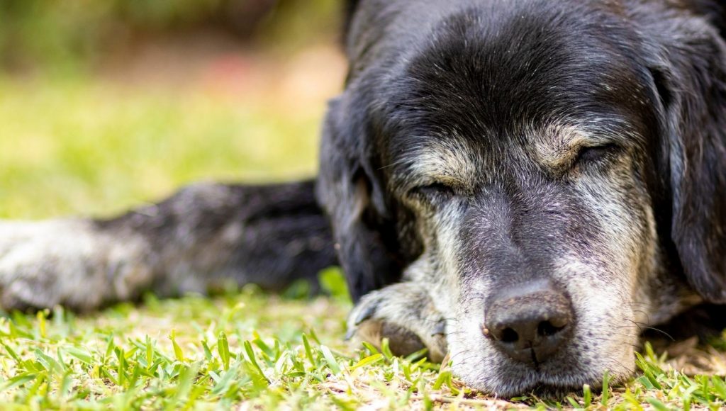 Signs your Dog is Aging