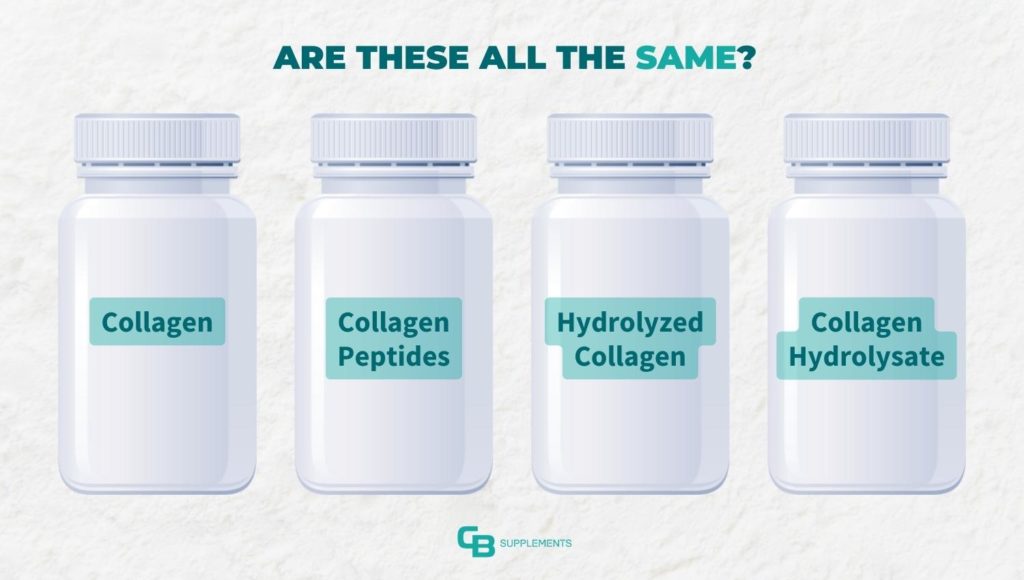 Collagen vs Peptides vs Hydrolyzed vs Hydrolysate 