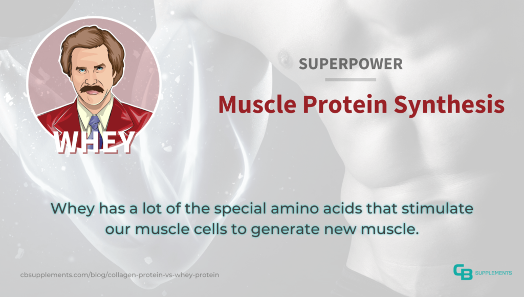 Whey Protein's Superpower: Muscle Protein Synthesis