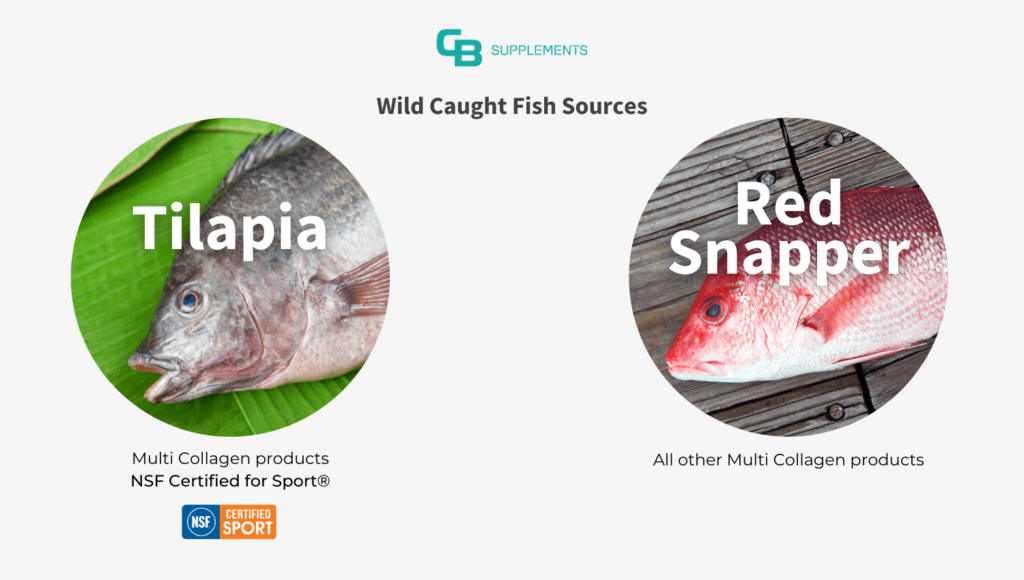 Wild Caught Fish Sources for CB Supplements Multi Collagen Comparison